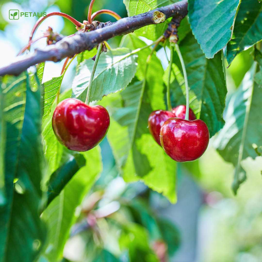 Semillas de cereza Petalis