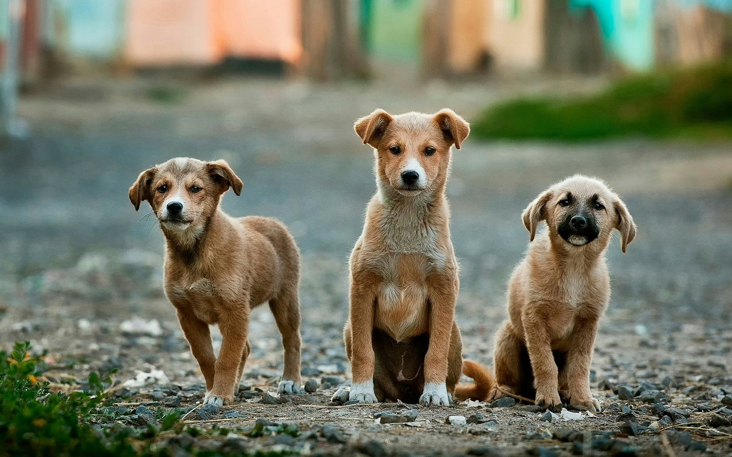 Mascotas y jardín