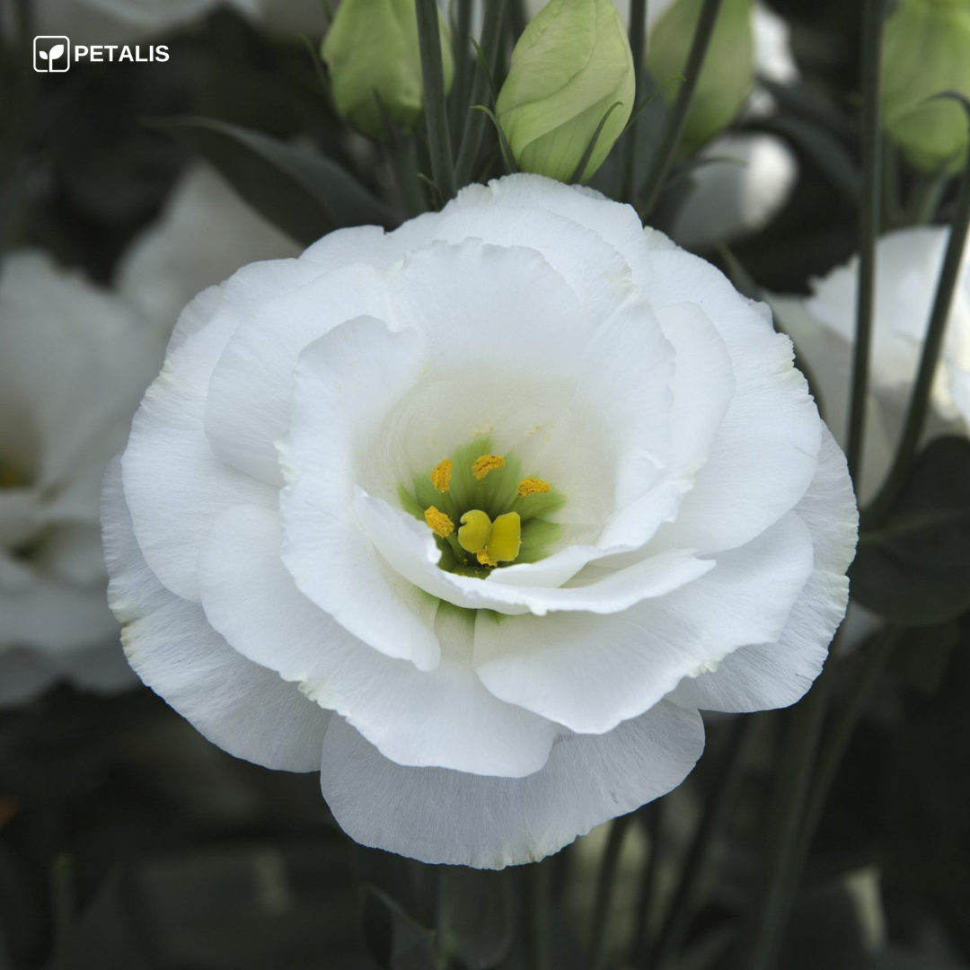 Semillas de Eustoma