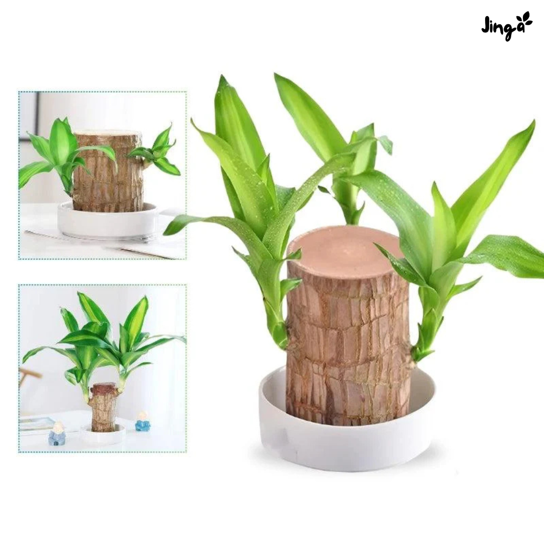 Planta de la suerte Jinga